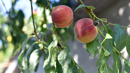 peach on a branch. two bright ripe peaches. fruits grow in the garden. orchard branch. farming, cultivation. close-up, sweet juicy peaches. green leaves