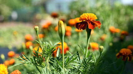 Tagetes. orange beautiful flowers marigolds close-up. beautiful flower pattern of marigold in the garden. Marigolds erect, Mexican, Aztec or African marigold. beauty in nature. bloom in the flowerbed
