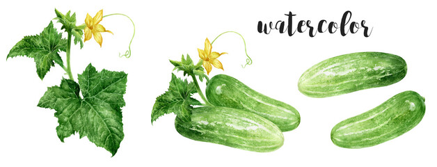 A Vibrant Watercolor Illustration of Cucumbers Surrounded by Flowers and Lush Leaves