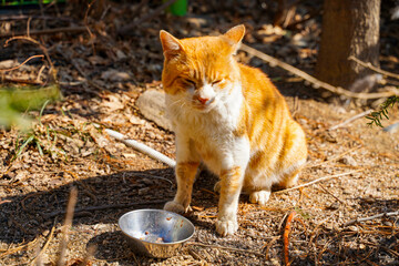 Korean cats with the background removed.