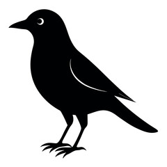 Fototapeta premium European starling bird icon vector illustration. 