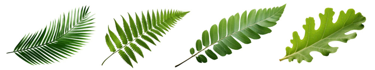 Obraz premium Green leaf png cut out element set