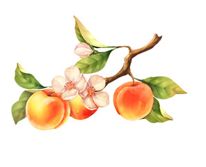 Peach branch. Hand drawn fruit illustration with flowers. Isolated on white.