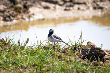 White wagtail (Motacilla alba) resting next to a pond. Ornithology. Bird, animal idea concept.