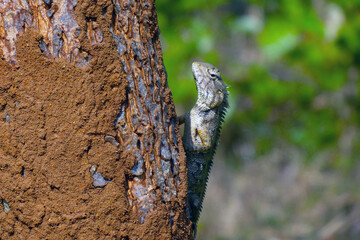 Lizard
