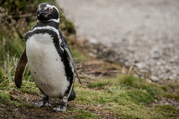 A Lone Magellanic Penguin (Spheniscus magellanicus).	