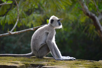 Langur
