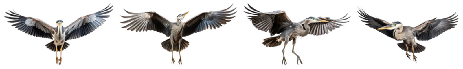 Obraz premium Flying heron bird png cut out element set