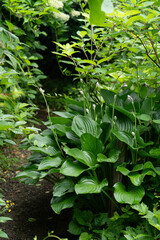 東北大学植物園八甲田山分園