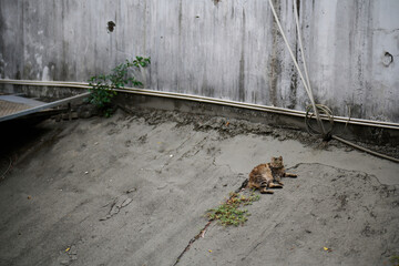 A cute domestic cat sitting on the ground in Sha Tau Kok, Hong Kong