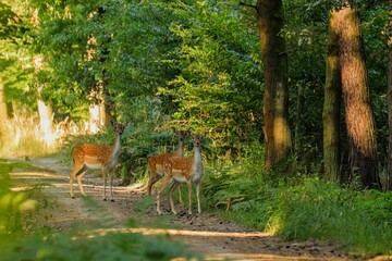 Deer in the woods.