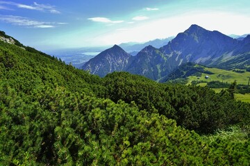 Obraz premium Dwarf pine tree in the Tyrolean Alps