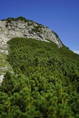 Dwarf pine tree in the Tyrolean Alps