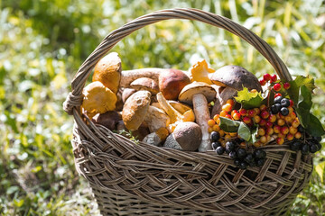 Noble edible mushrooms. Assorted mushrooms in a beautiful wicker basket in a birch forest....