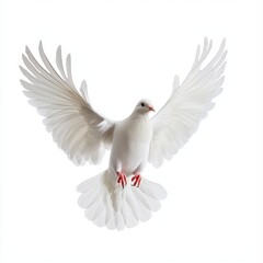 Obraz premium Stock image of a white dove in flight - isolated on transparent background