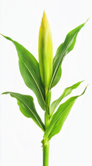 Corn plant isolated on a white background for garden design.