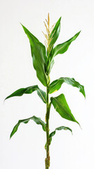 Corn plant isolated on a white background for garden design.