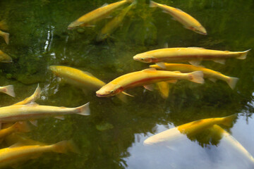 Fishes golden trout ( subspecies of the rainbow trout ) in clear water with shallow rock. Top view
