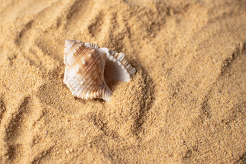 seashell on a sandy beach top view