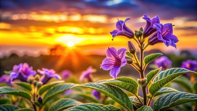 Stunning Strobilanthes callosa flower against a vibrant sunset backdrop , nature, flora, botanical, vibrant, colorful, petals, bloom