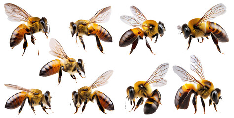 Collection of realistic bees in different flying positions isolated on transparent background