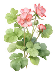 Geranium Watercolor Flower Plant Nature Art 