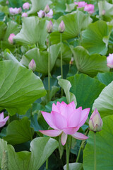 千秋公園の堀に自生する蓮の花