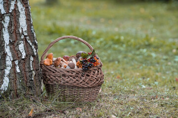 Noble edible mushrooms. Assorted mushrooms in a beautiful wicker basket in a birch forest....