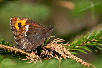 Arran Brown - Erebia ligea, beautiful small orange and brown butterfly from European woodlands, Jeseniky mountains, Czech Republic.