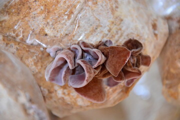 Selective focus on group of wood ear mushrooms grow from the plastic bags in the cultivation farm, Fresh Black Jew's ear, Black Wood ear, Black  Jelly ear