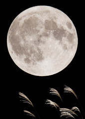 ススキと満月
