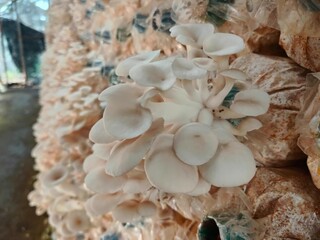 Hungarian white Oyster Mushroom Growing, beautiful natural organic oyster mushrooms, mushroom farm, cultivation
