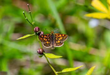 Yellow Spotted Butterfly, Checkered Skipper, Carterocephalus palaemon