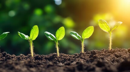 Fototapeta premium Young Seedlings Growing in Sunlight, Symbolizing Opportunities for Growth and New Beginnings