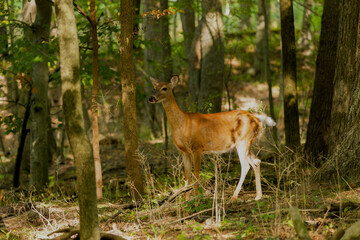 The white-tailed deer or Virginia deer (Odocoileus virginianus) Natural scene from  Wisconsin state forest.