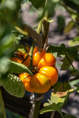 ripe orange tomato on a branch