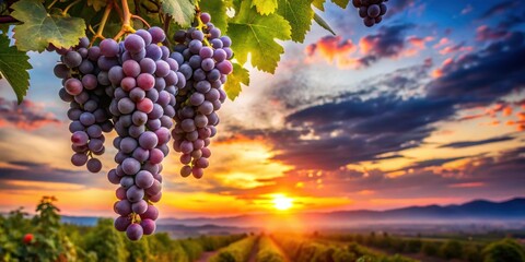 Fototapeta premium Ripe grapes hanging on the vine against a vibrant sunset sky, grapes, vineyard, sunset, harvest, agriculture, nature, fresh
