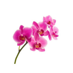 Obraz premium Pink Orchid Flower Isolated on Black Background