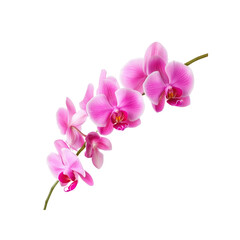 Pink Orchid Flower Branch Isolated on Black Background