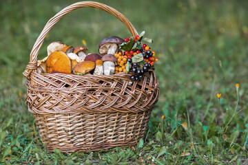 Noble edible mushrooms. Assorted mushrooms in a beautiful wicker basket in a birch forest. Beautiful texture of the natural background.