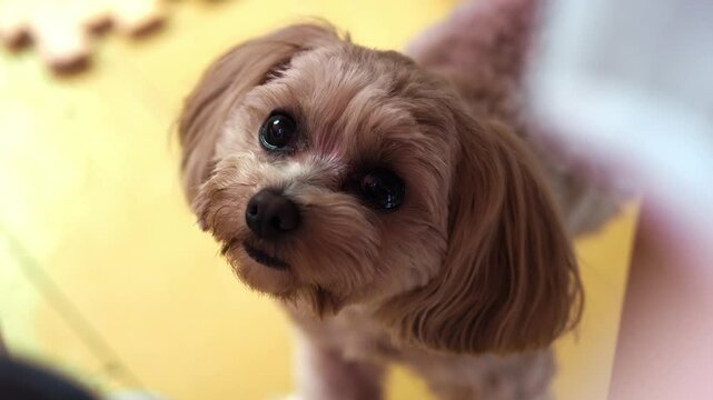 The dog sits under the table and asks for food with a plaintive look. Look directly into the camera. The eyes of a pet. Purebred Maltese lapdog asks the owner for pet food, top view