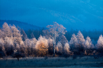 小田代ヶ原貴婦人の木