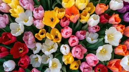  Aerial photography of a colorful tulip field in full bloom © MarkFinal