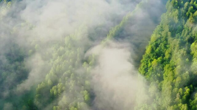 Fog flowing over forest in mountains in morning. Mist moving above woods at dawn. Brume floating over hills covered with trees at sunrise. Aerial view