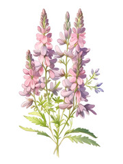Obraz premium Goats Rue Watercolor Flower Plant Nature Art 