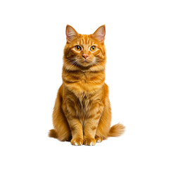 Obraz premium Adorable Orange Tabby Cat Sitting and Looking Up