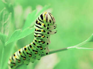 caterpillar-tırtıl