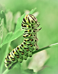 caterpillar