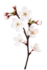 Fototapeta premium Twig sakura flowers for decoration isolated on Transparent background