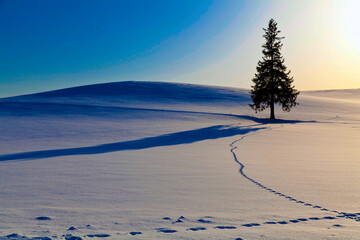 北海道美瑛のクリスマスツリーの木と狐の足跡